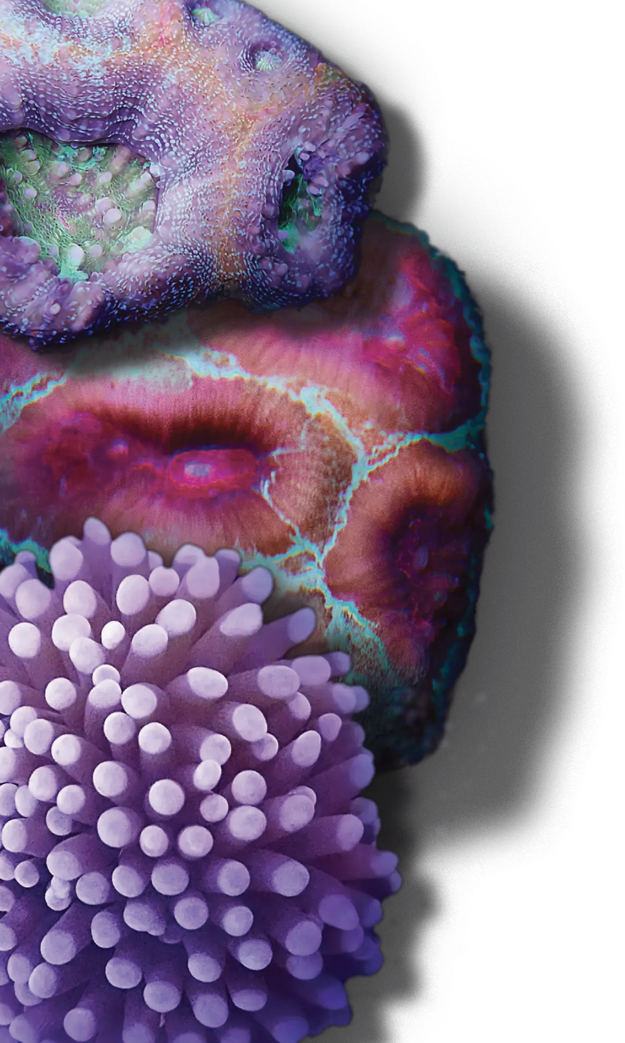 Coral reef 1