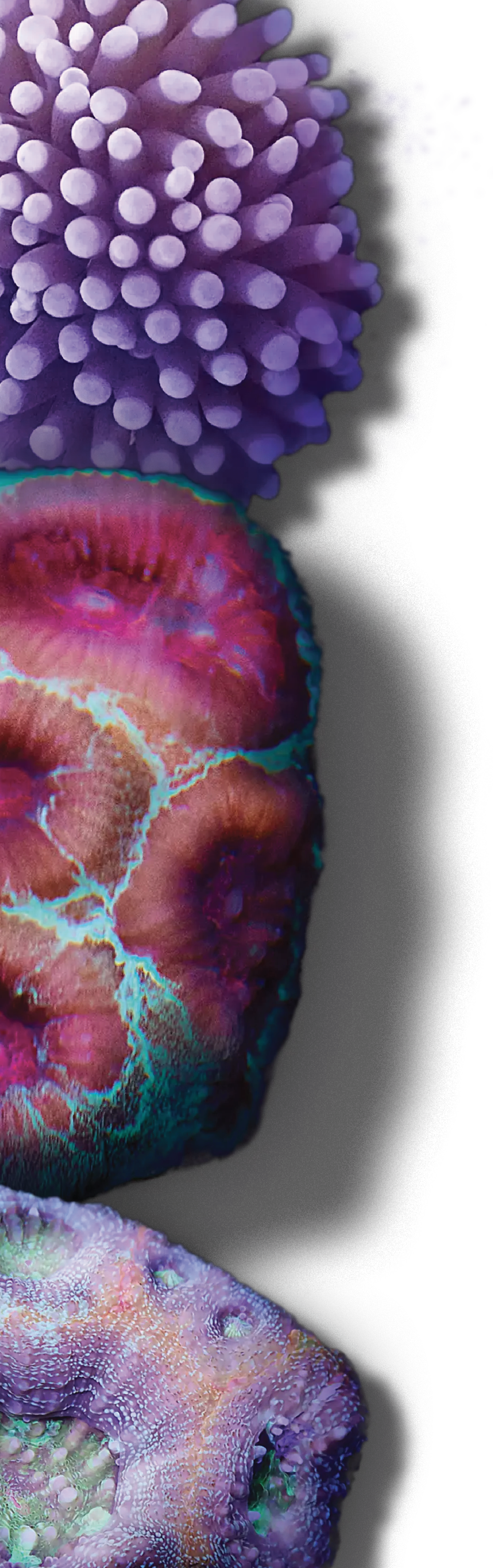 Coral reef 1
