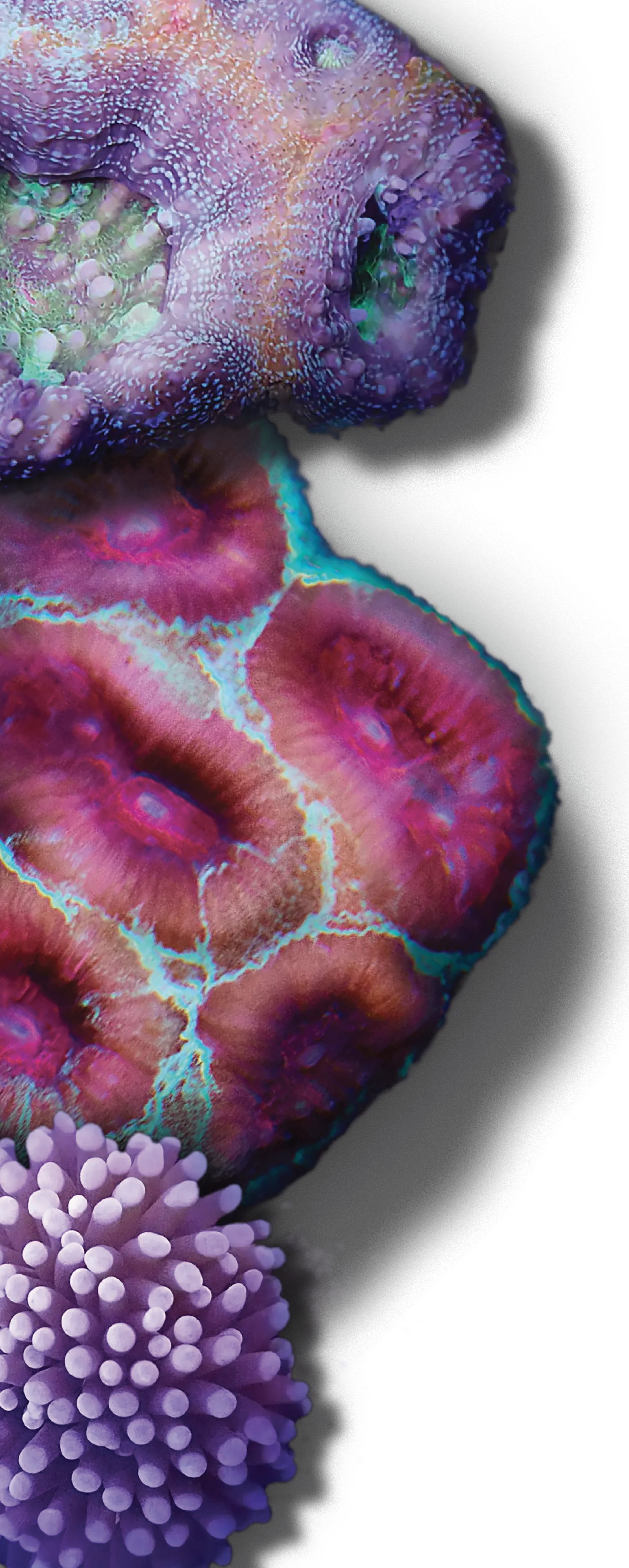 Coral reef 2